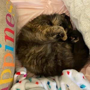 Meet your Posher, Mia